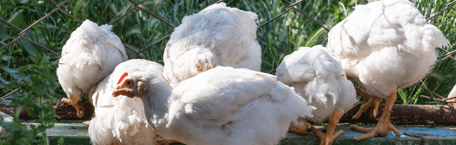 Boerderijlandschap met kippen die vrij rondlopen, eten van gras en kruiden en gevoederd worden met reststromen uit de voedingsindustrie. Een beeld van duurzame huisvesting voor kwaliteit kippenvlees.